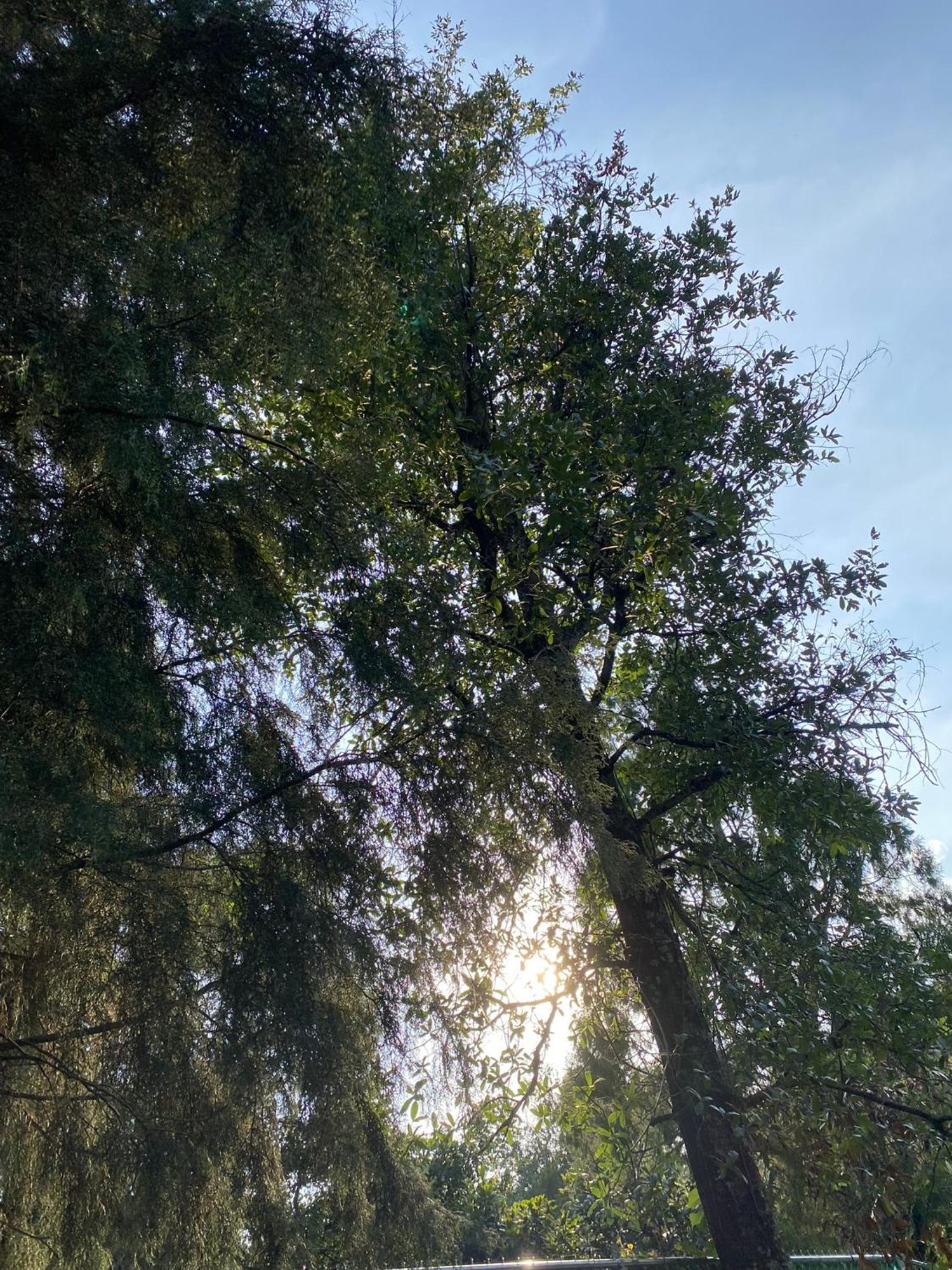 Cabanas Alpina, Romantica Y Acogedora A 10 Minutos Del Centro Tepoztlán Exteriér fotografie